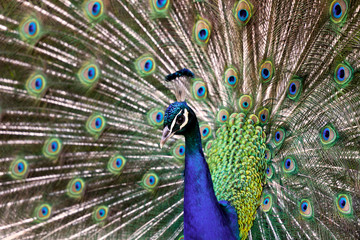 Obraz na płótnie Canvas peacock