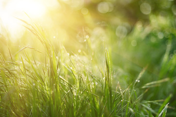 Natural abstract background