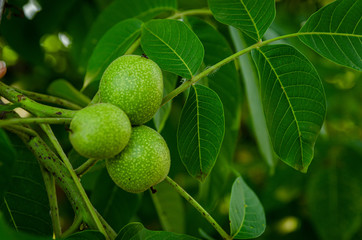 Green walnut fruit