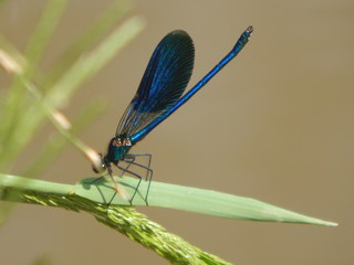 dragonfly on green leaf