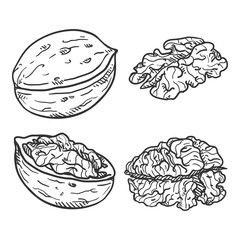 Vector Set of Sketch Walnuts.