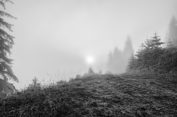Foggy morning landscape