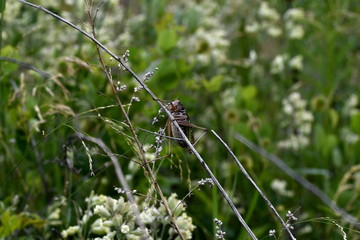 large locust on the stem