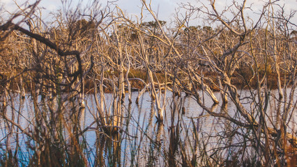 Len Howard Conservation Park near Mandurah, Western Australia