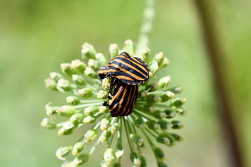 bug stink bug on bar colors