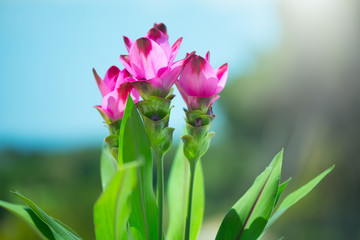 Fototapeta premium Curcuma plant blooming outdoors. Flowers of growing Turmeric plant. Siam tulip, Alismatifolia flower
