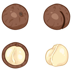 Vector Set of Cartoon Macadamia Nuts.