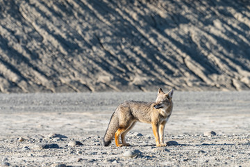 Obraz premium Beautiful wild patagonian red fox walk in sun shine in the morning in the rock mountain, south Patagonia, Argentina
