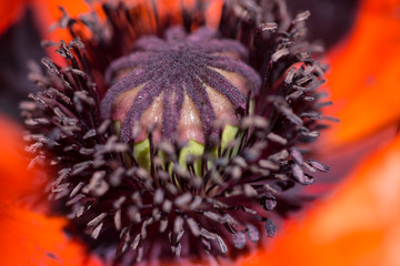 Close up of a poppy flower pistil