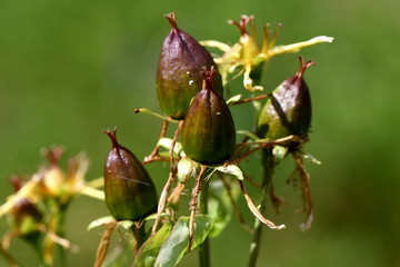 green daylilies seeds