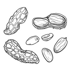 Vector Set of Sketch Peanuts