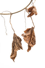 Branch of dried pumpkin leaf isolated on white background