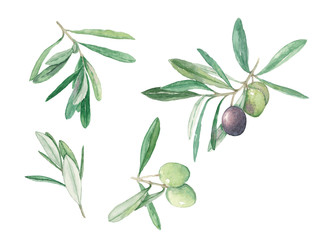 branch olives with fruits and leaves set watercolor illustration