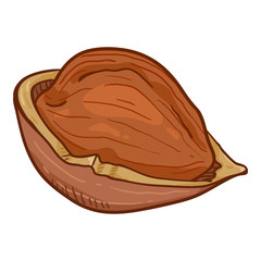 Vector Single Cartoon Hazelnut