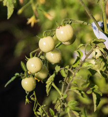green cherry tomatoes on a branch
