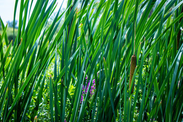 Reed leaves background