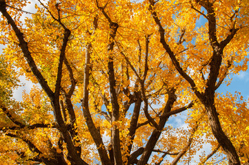 Big Yellow autumn Gingo tree against sunlight - Ueno park, Tokyo beautiful season
