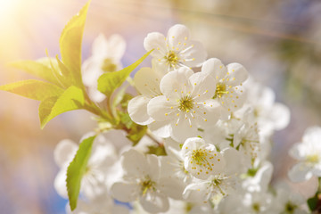Cherry flowers frame