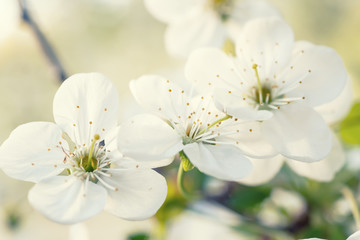 Cherry spring flowers