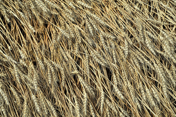 Yellow wheat texture.