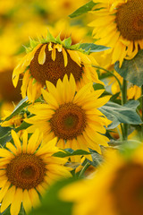 Fototapeta premium sunflower flowers on the field as background