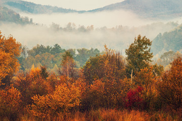 Fototapety  Mglisty jesienny krajobraz