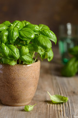 Fresh basil closeup in a pot on a wooden table. Home grown basil. Selective focus