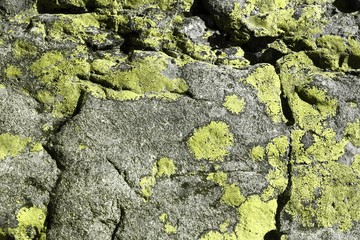 yellow old shabby mossy boulder texture - wonderful abstract photo background