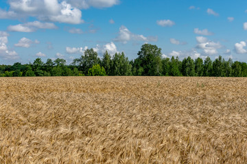  Rye field on a sunny summer day