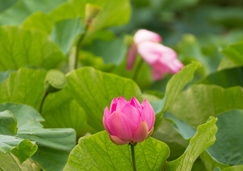 鎌倉寺社の蓮花