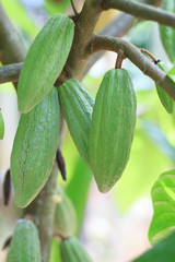 Green Cacao grow on tree