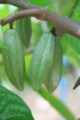 Green Cacao grow on tree