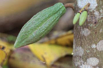Green Cacao grow on tree