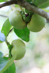 Green persimmon grow on a tree