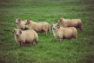 Obraz premium Sheep grazing in Iceland