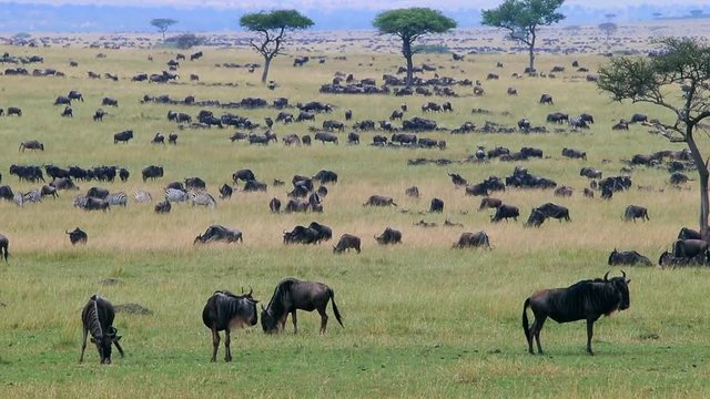 Great Wildebeest Migration Panoramic Scene