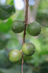 Group of Green macadamia nut grow on a tree