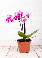 Fototapeta na wymiar Pink Orchid flower