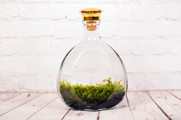 Bottle terrarium with moss.