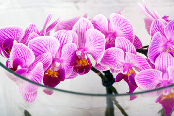 Pink Orchid flower in terrarium