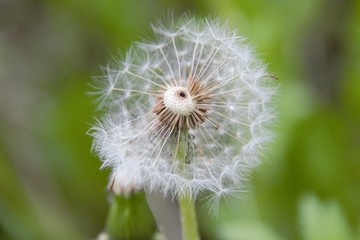 Obraz premium Common Dandelion on green background