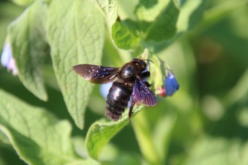 the fly was on the garden flower