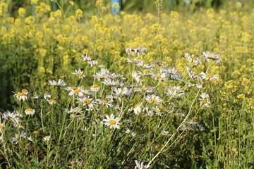 Chamomile perennial garden