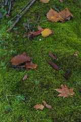 苔と落ち葉