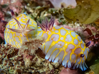 ボブサンウミウシ