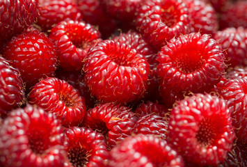 Fresh raspberry background.