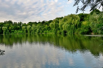 beautiful lake with green trees whose branches fall into the water