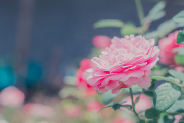 Obraz premium Beautiful pink rose blooming in garden with morning light and bokeh background in vintage tone.