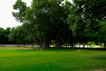 Big green tree in the park.