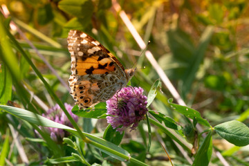 Motyl na kwiatku